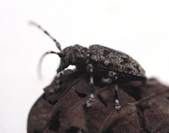 Aegomorphus clavipes