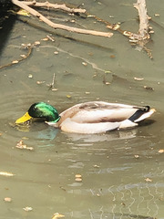 Anas platyrhynchos