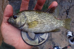 Ambloplites cavifrons