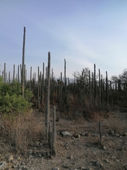 Lemaireocereus hollianus