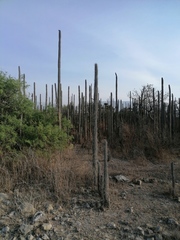 Lemaireocereus hollianus