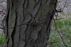 Gleditsia triacanthos triacanthos