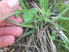 Dichanthelium linearifolium