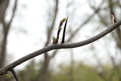 Gleditsia triacanthos triacanthos