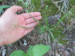 Dichanthelium linearifolium