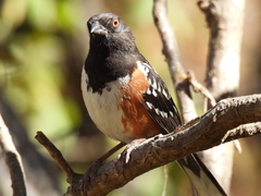 Pipilo maculatus magnirostris
