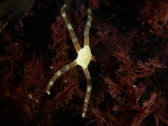 Ophioderma panamense