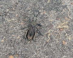 Dictyophorus griseus