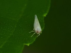 Omolicna