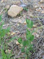 Eupatorium pubescens