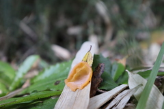 Aleurodiscus vitellinus