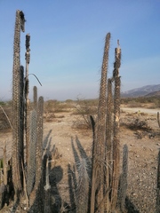 Lemaireocereus hollianus