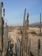 Lemaireocereus hollianus