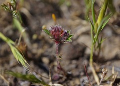 Trifolium macraei
