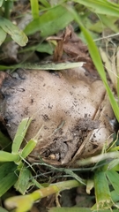 Fungi