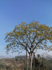 Conzattia multiflora
