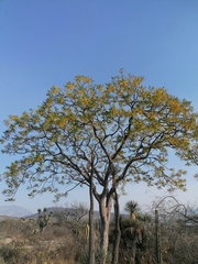 Conzattia multiflora