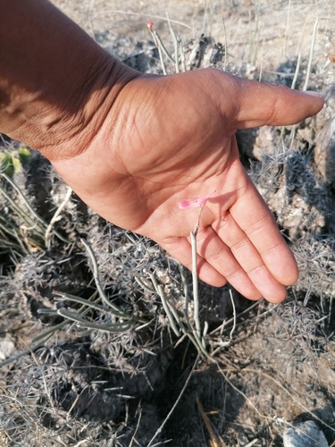 Euphorbia cymbifera, photograph 6