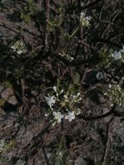 Cnidoscolus tehuacanensis