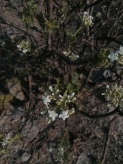 Cnidoscolus tehuacanensis