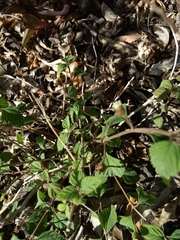Lippia dulcis