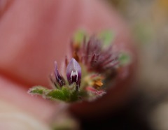 Trifolium macraei