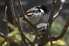 Spermestes fringilloides