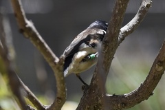 Spermestes fringilloides