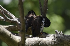 Spermestes fringilloides