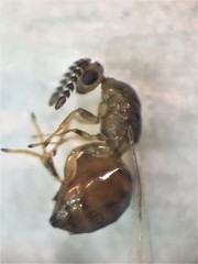 Odontofroggatia galili