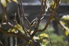 Spermestes fringilloides