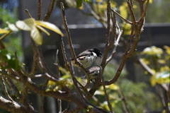 Spermestes fringilloides