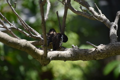 Spermestes fringilloides