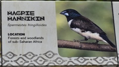 Spermestes fringilloides