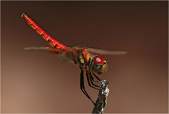 Aethriamanta circumsignata