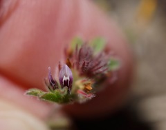 Trifolium macraei