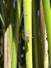 Leptoscelis quadrisignatus