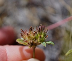Trifolium macraei