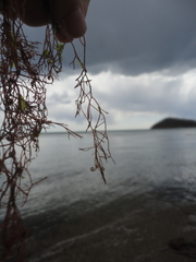 Campylaephora hypnaeoides