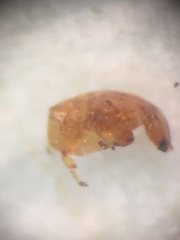 Eupristina verticillata