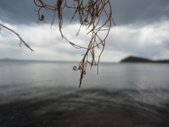 Campylaephora hypnaeoides