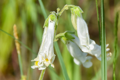 Penstemon oklahomensis