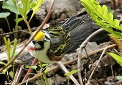 Setophaga pensylvanica