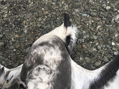 Pterodroma inexpectata