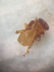 Eupristina verticillata