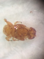 Eupristina verticillata