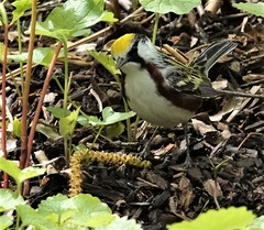 Setophaga pensylvanica