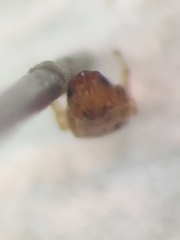 Eupristina verticillata