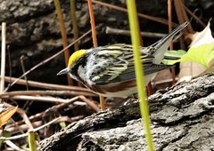 Setophaga pensylvanica