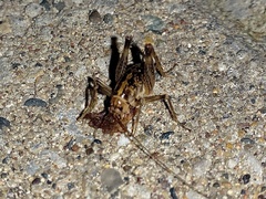 Ceuthophilus